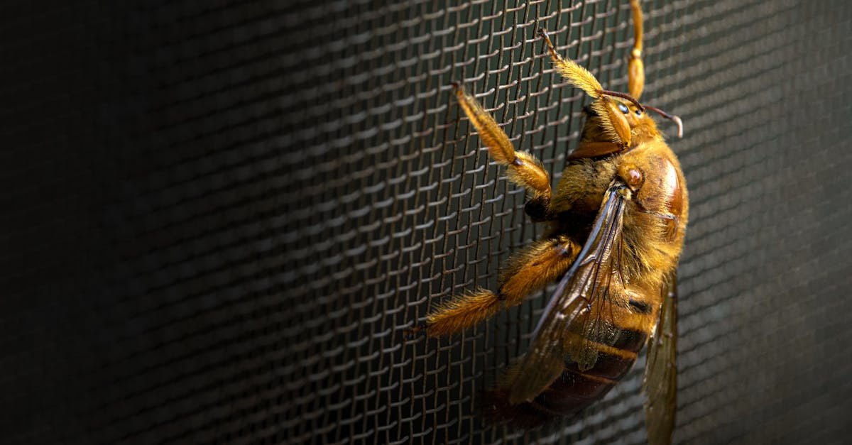 close up of a bee resting on a mesh in low light highlighting its wings and