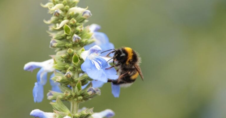 4 Best Pollen Producing Bee Breeds for Bee Health That Thrive Naturally