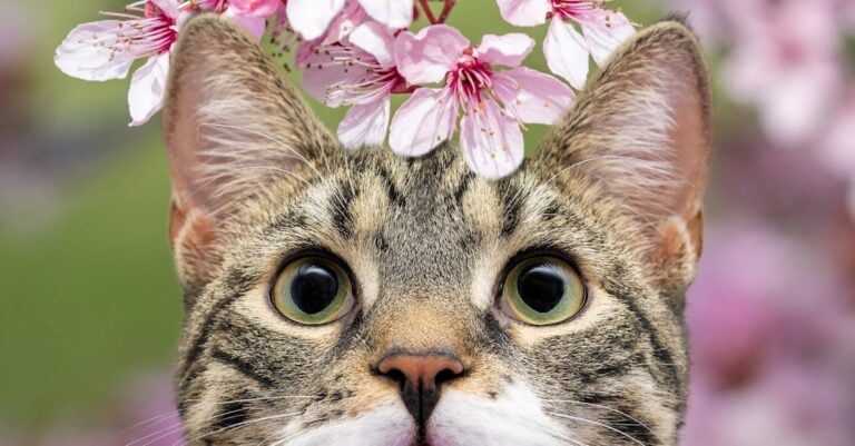 5 Best Catnip Garden Planters for Attracting Cats Naturally