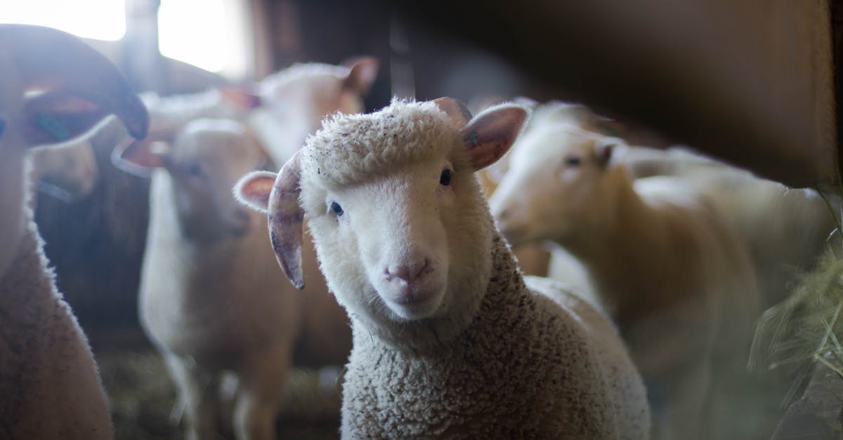 close up of a curious sheep in a rustic barn showcasing livestock charm