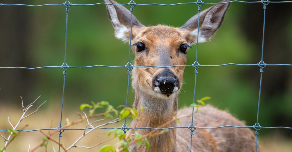 close up of a curious young deer behind a wire fence in a natural setting