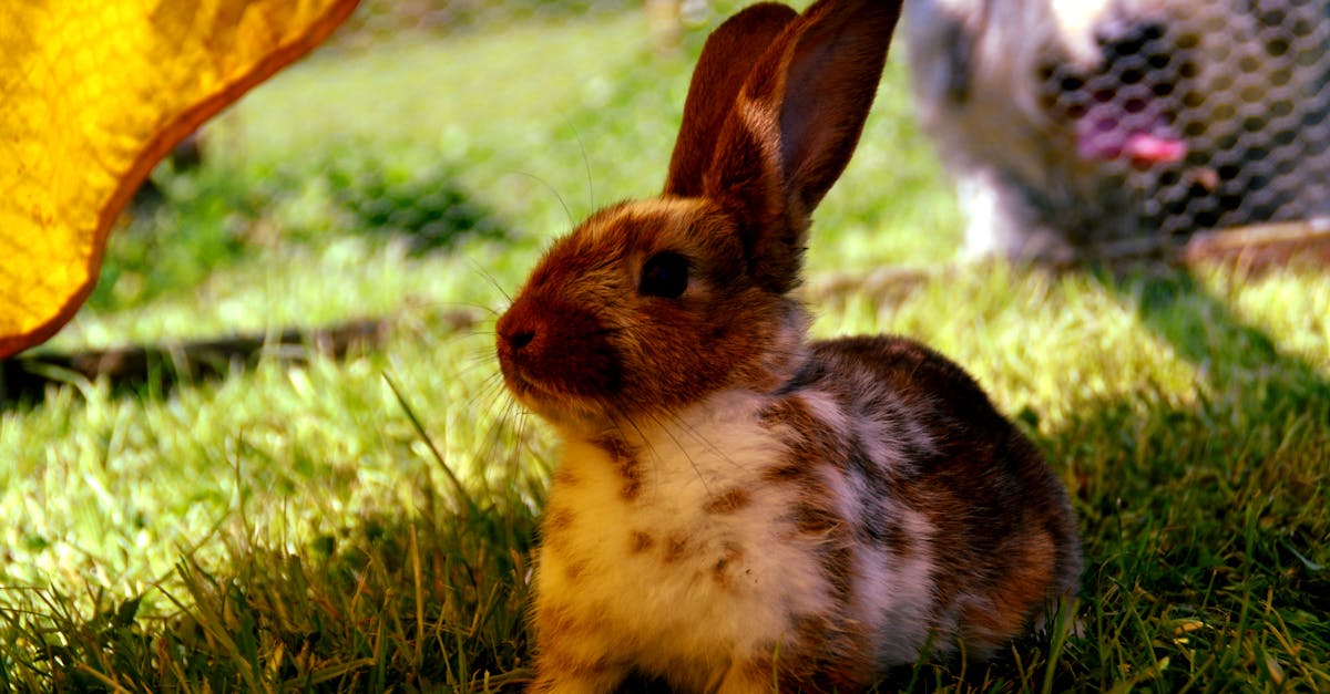 close up of a cute bunny sitting on grass with a dog in the background enjoying a sunny day outdoor