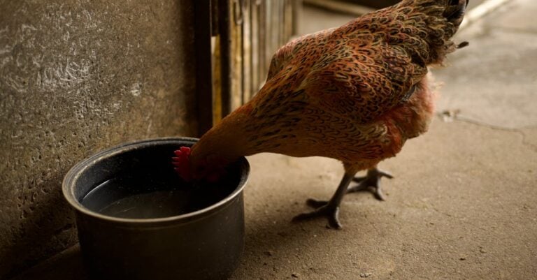 6 Best Chicken Coop De-Icers for Frozen Water Sources That Work