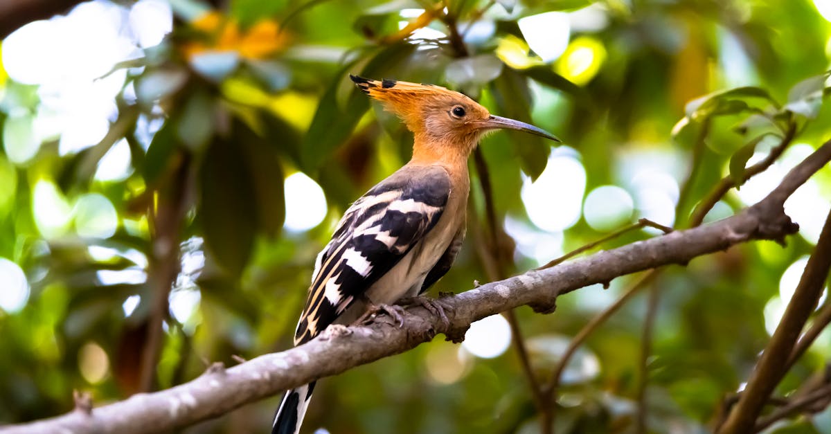 close up of a eurasian hoopoe perched on a branch in mysuru ka india