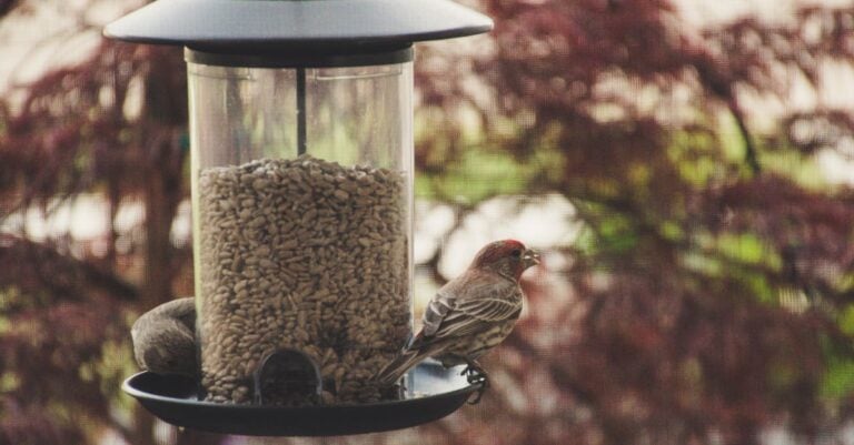 4 Best Wild Bird Seed Storage Containers That Prevent Spoilage