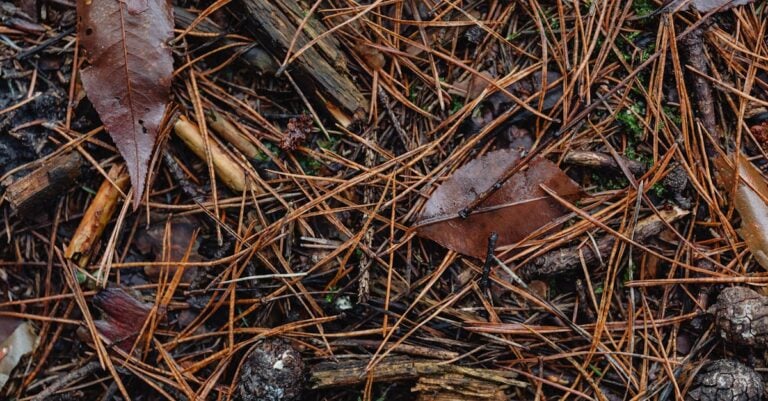 7 Best Leaf Mulchers for Creating Fine Mulch on a Budget