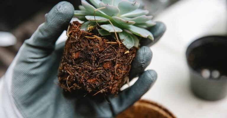 3 Best Greenhouse Drainage Systems for Preventing Root Rot Naturally