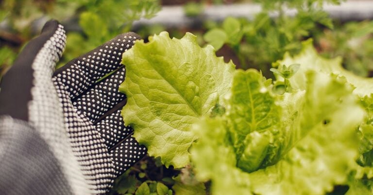 5 Best Greenhouse Canopies for Extending Growing Season Naturally