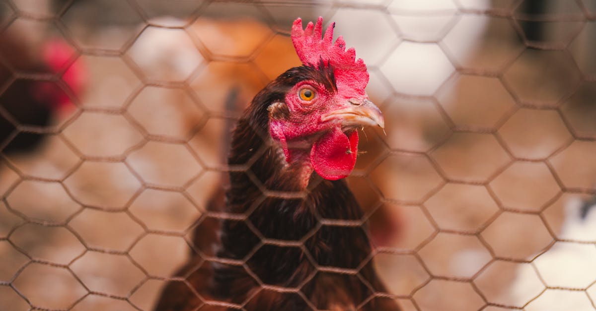 close up of a hen s face through a wire fence in a farm setting showing vibrant red comb and wattle 2