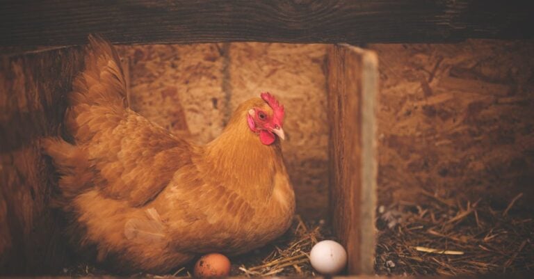 3 Best Chicken Coop Ventilation Systems for Hot Weather That Prevent Heat Stress