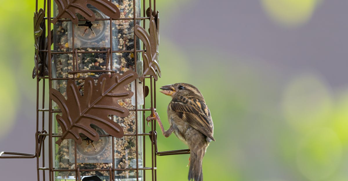 close up of a house sparrow perched on a bird feeder in canonsburg pennsylvania