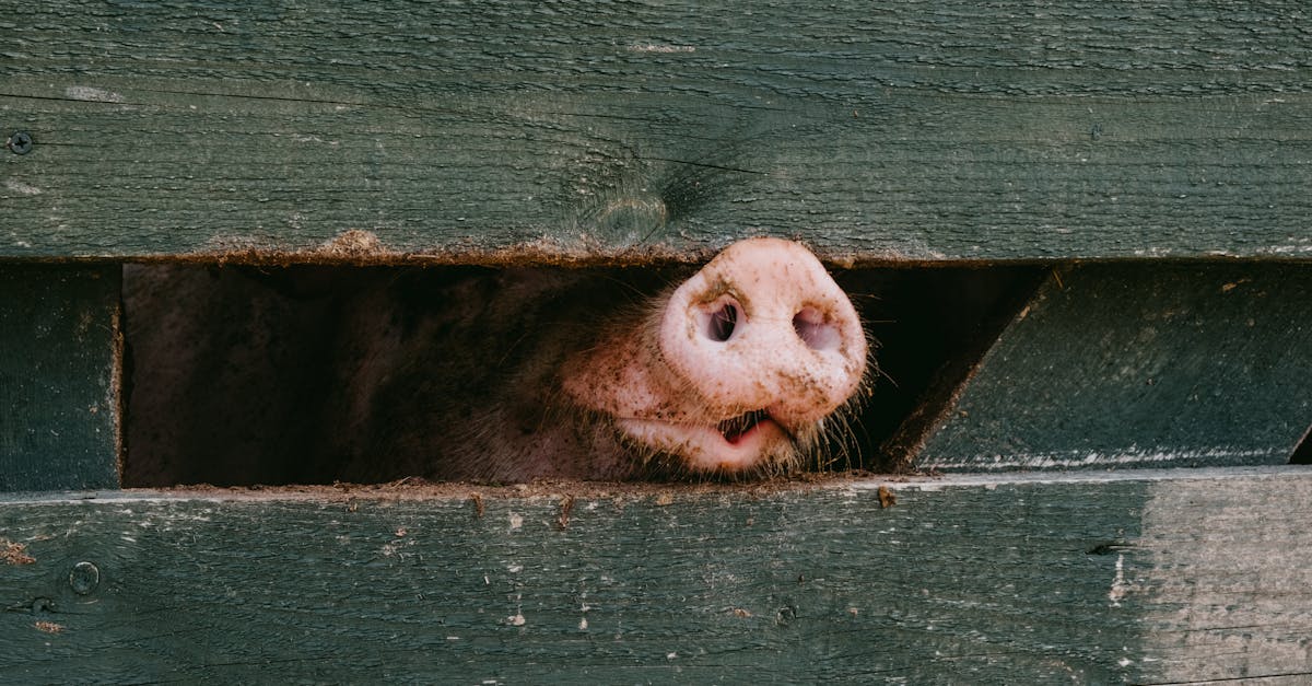 close up of a pig s snout peeking through a wooden fence showcasing texture and curiosity 1