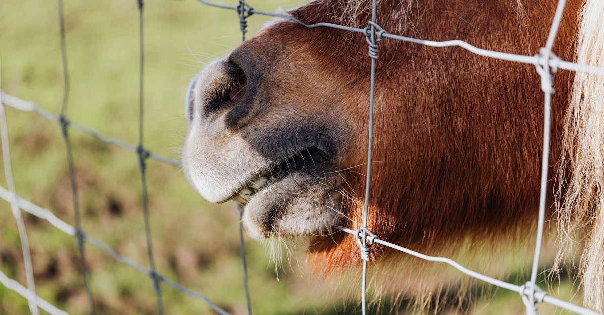 close up of a pony s face behind a wire fence showcasing its brown fur and curious