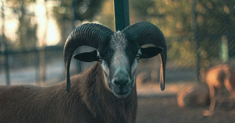 5 Best Sheep Self Groomers for Healthy Fleece That Save Labor