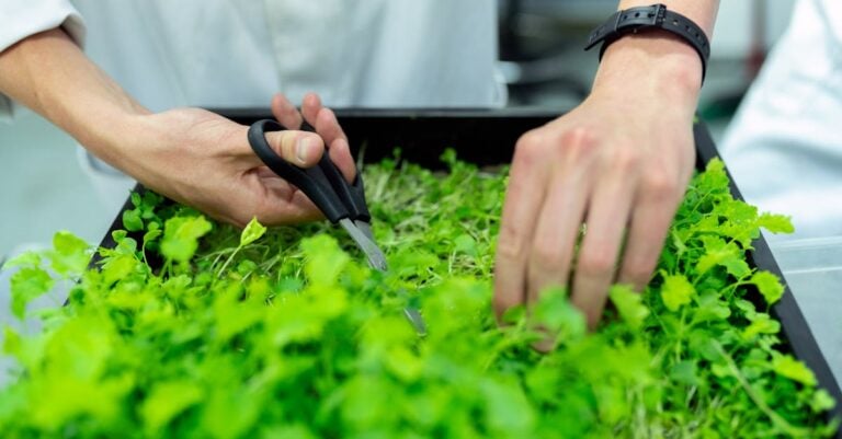 5 Best Compact Fluorescent Grow Lights for Microgreens That Support Self-Sufficiency