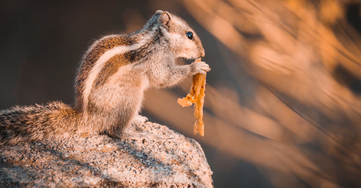 close up of a squirrel enjoying food on a rock in natural lighting capturing wildlife essence