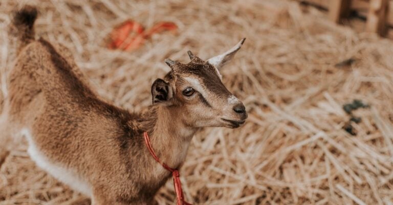 3 Best Rope Pullers for Tightening Tarps Over Hay That Save Feed