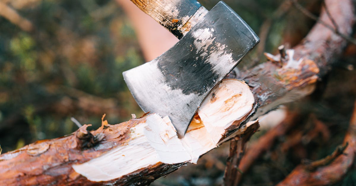 close up of an axe embedded in a tree branch highlighting the concept of chopping wood