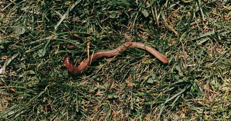 5 Best Lawn Fertilizer for Weed Control That Work Year-Round