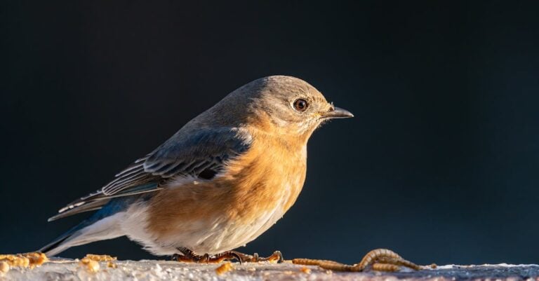 6 Best Bluebird Feeders for Mealworms That Prevent Common Issues