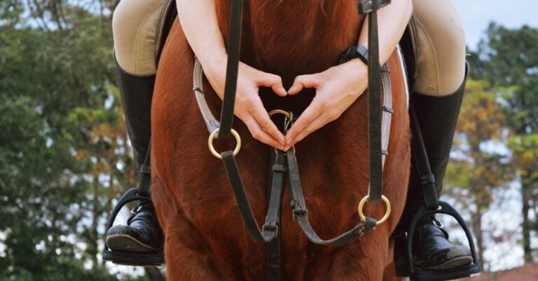 4 Best Breathable Horse Boots for Summer Heat That Prevent Overheating
