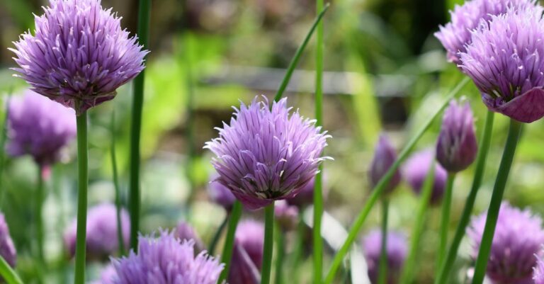 5 Best Overwintering Structures for Perennial Herbs That Survive Winter
