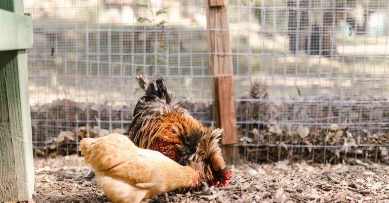 6 Best Predator Control Electric Fences for Backyard Chickens That Work