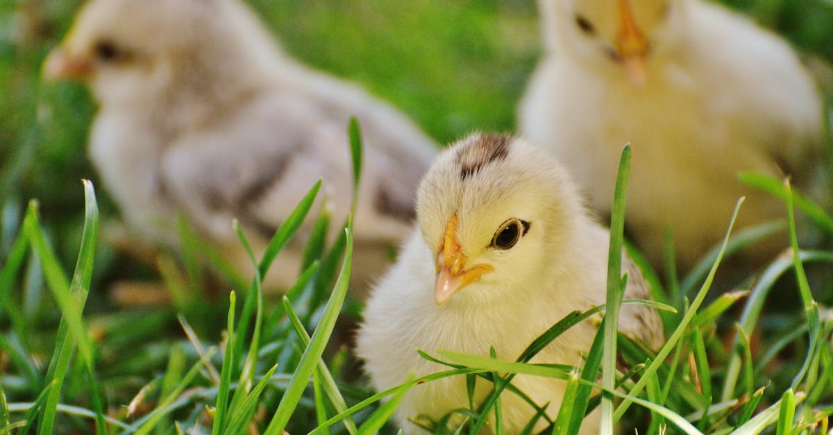 close up of cute fluffy chicks exploring lush green grass on a bright spring day 3