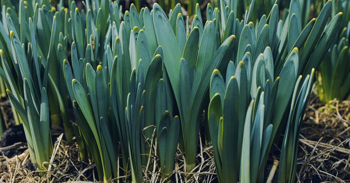 close up of daffodil shoots emerging in early spring showcasing new growth