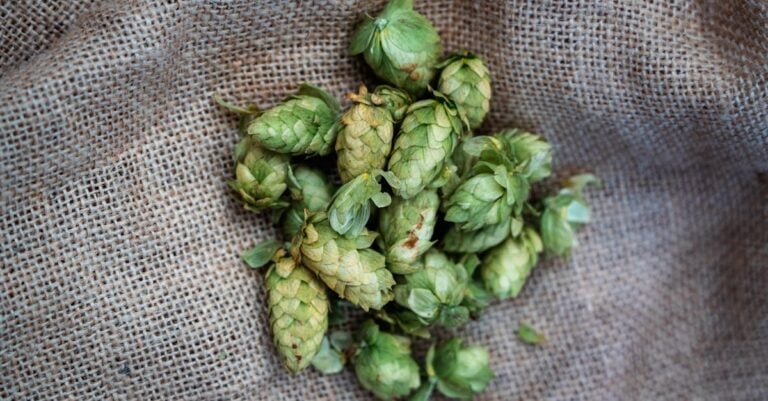 6 Best Hops Seeds for Small Batch Brewing on Farms That Thrive