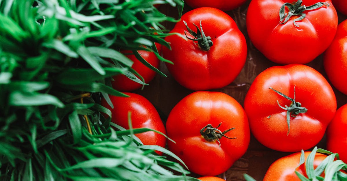 close up of fresh juicy tomatoes surrounded by vibrant green plants