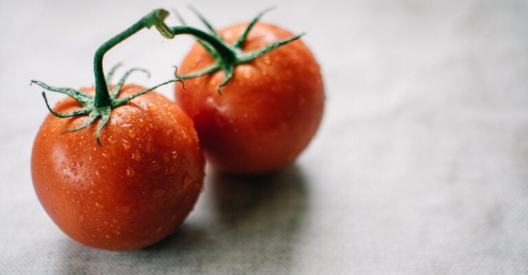 4 Best Two Gallon Sprayers for Controlling Tomato Blight That Save Harvests