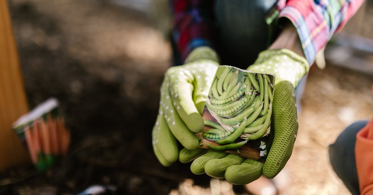 close up of gloved hands holding seed packets ready to plant in a sunny garden 1