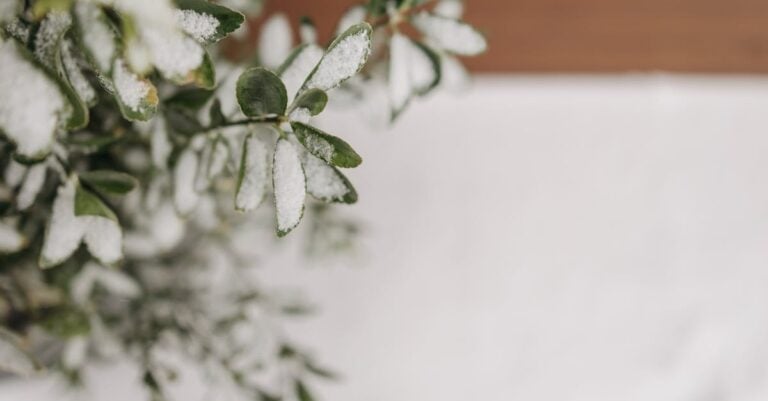 7 Best Cold Frame Supports for Extending the Season That Prevent Common Issues