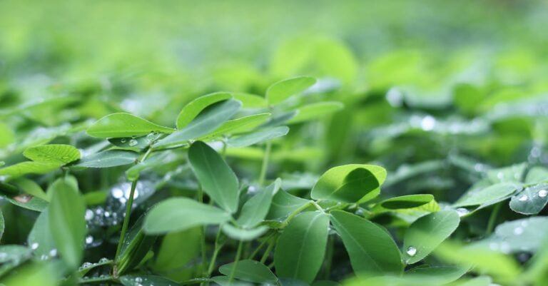 5 Best Chlorophyll Meters for Plant Health Monitoring That Prevent Crop Loss