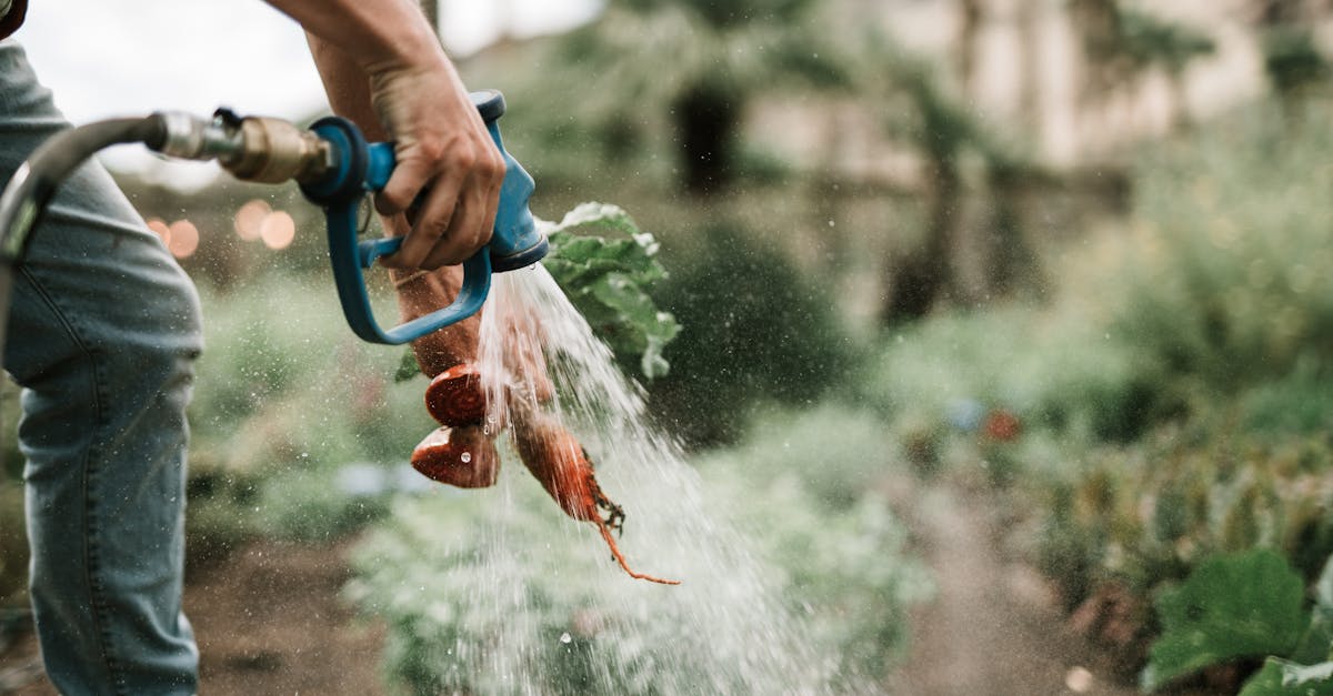 close up of hand washing freshly harvested carrots with a hose on a farm showcasing vibrant organi