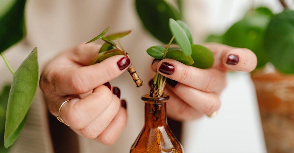 close up of hands handling plant cuttings in a brown bottle with green leaves indoor gardening scen