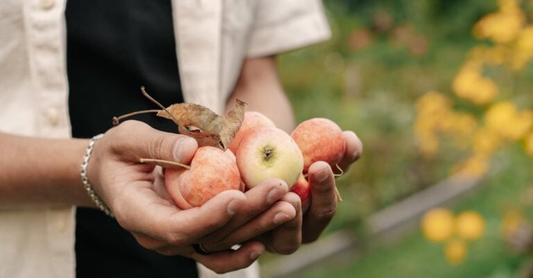 6 Best Natural Fruit Fly Repellent for Backyard Fruit Trees Without Chemicals