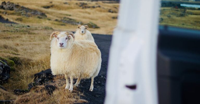 4 Best Stake Tie Outs for Temporary Sheep Grazing on Small Acreage