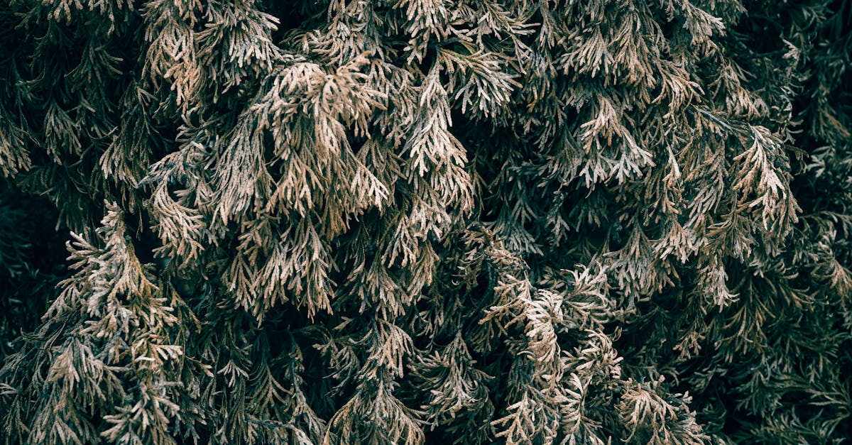 close up of intricate weathered coniferous tree branches showing natural