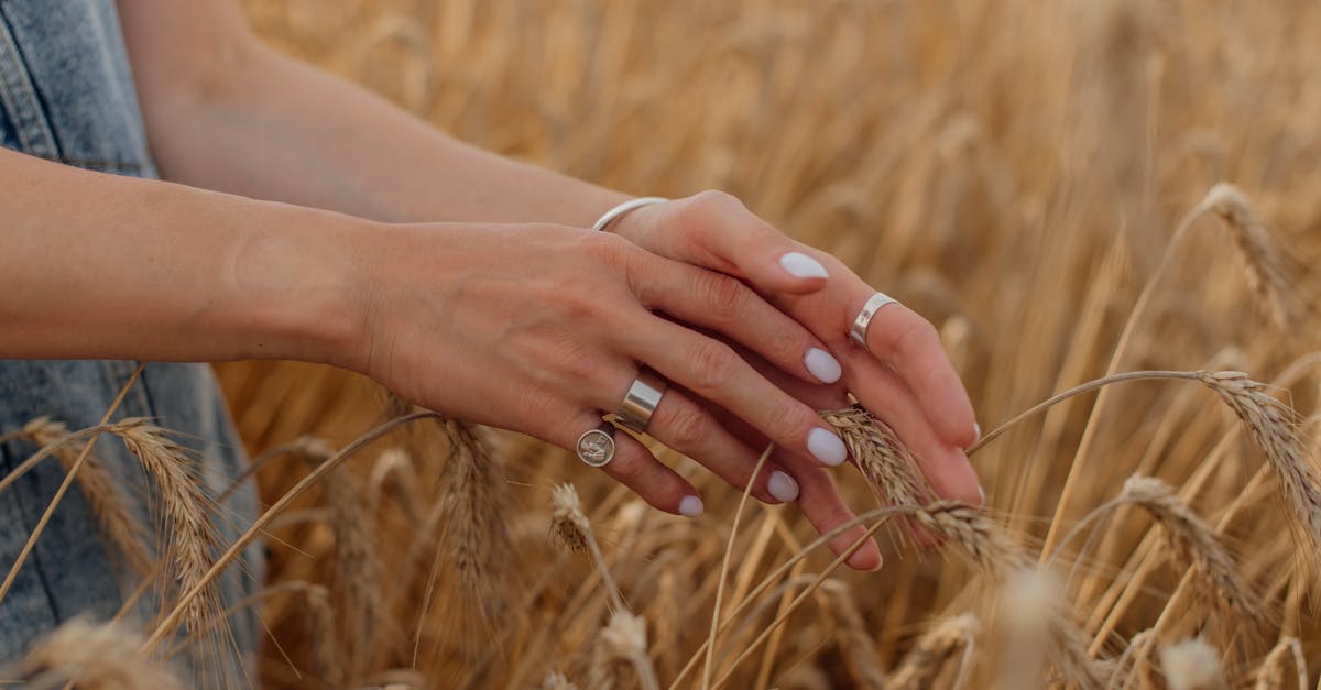 close up of manicured hands with rings touching wheat in a rural field