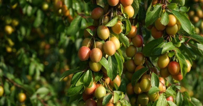 6 Best Plum Curculio Traps for Stone Fruit Trees That Work