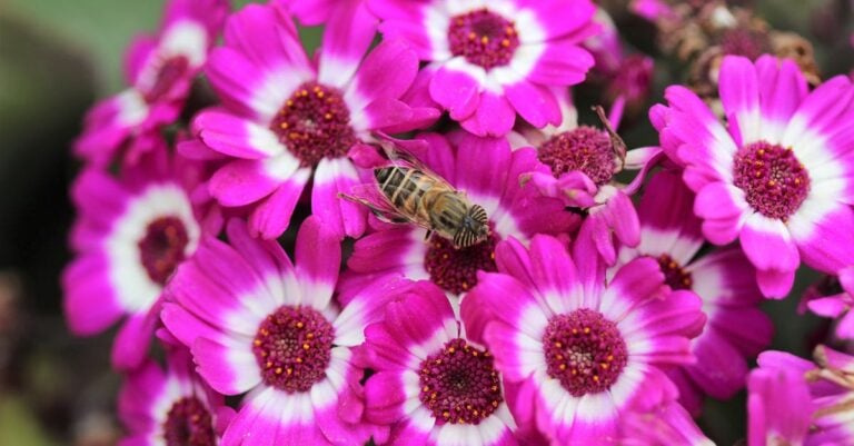 3 Best Bee Friendly Flowers for Urban Gardens That Thrive in Small Spaces