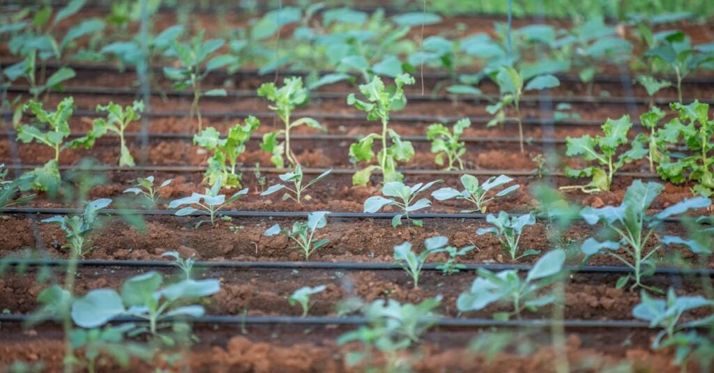 close up of young plants in a garden with irrigation system 1