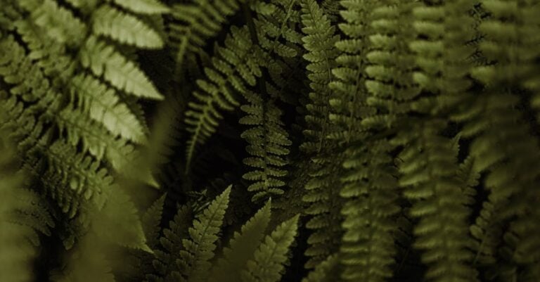 3 Best Ferns for Moist Shady Areas That Thrive Without Fuss