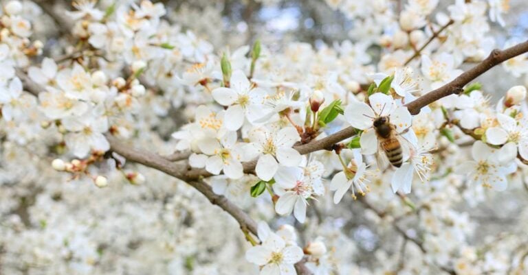 5 Best Scale Insect Traps for Fruit Trees Without Chemicals
