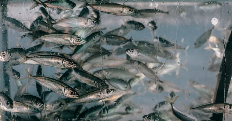 7 Best Fish Tanks for Aquaponics Systems That Support Self-Sufficiency