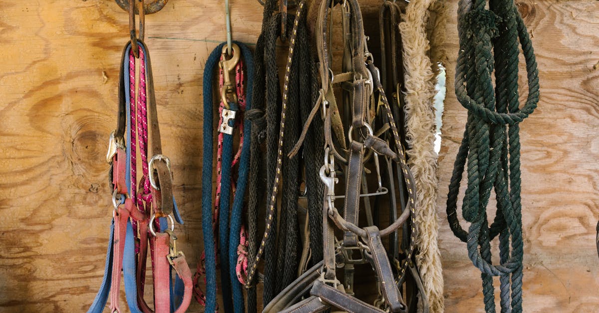 closeup of various horse tack hanging in a stable showing ropes and straps