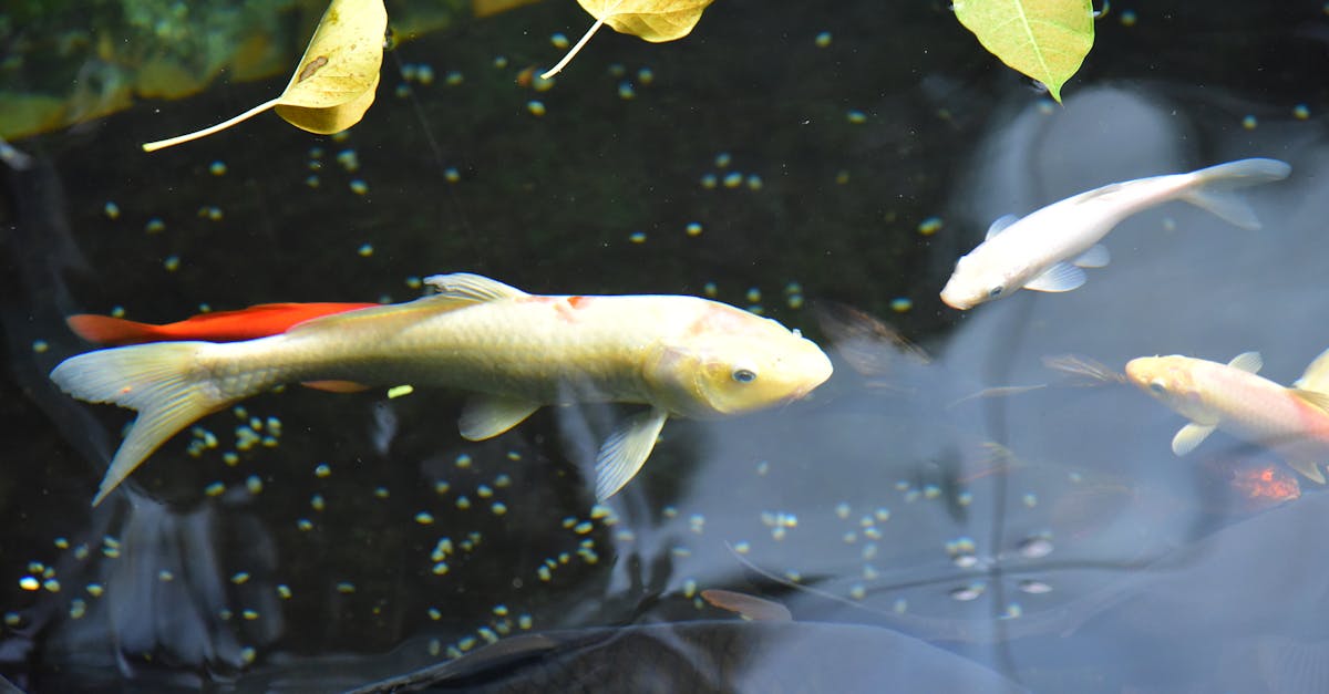 colorful koi fish swim peacefully in a serene pond with floating leaves 1