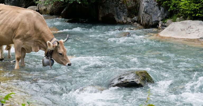 4 Best Drinking Water Safe Hoses for Livestock That Prevent Issues